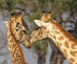Vumbura Giraffe2 Vumbura Giraffe2